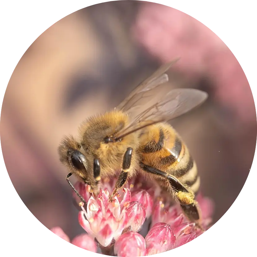 [TEST] Wallet onboarding POAP image