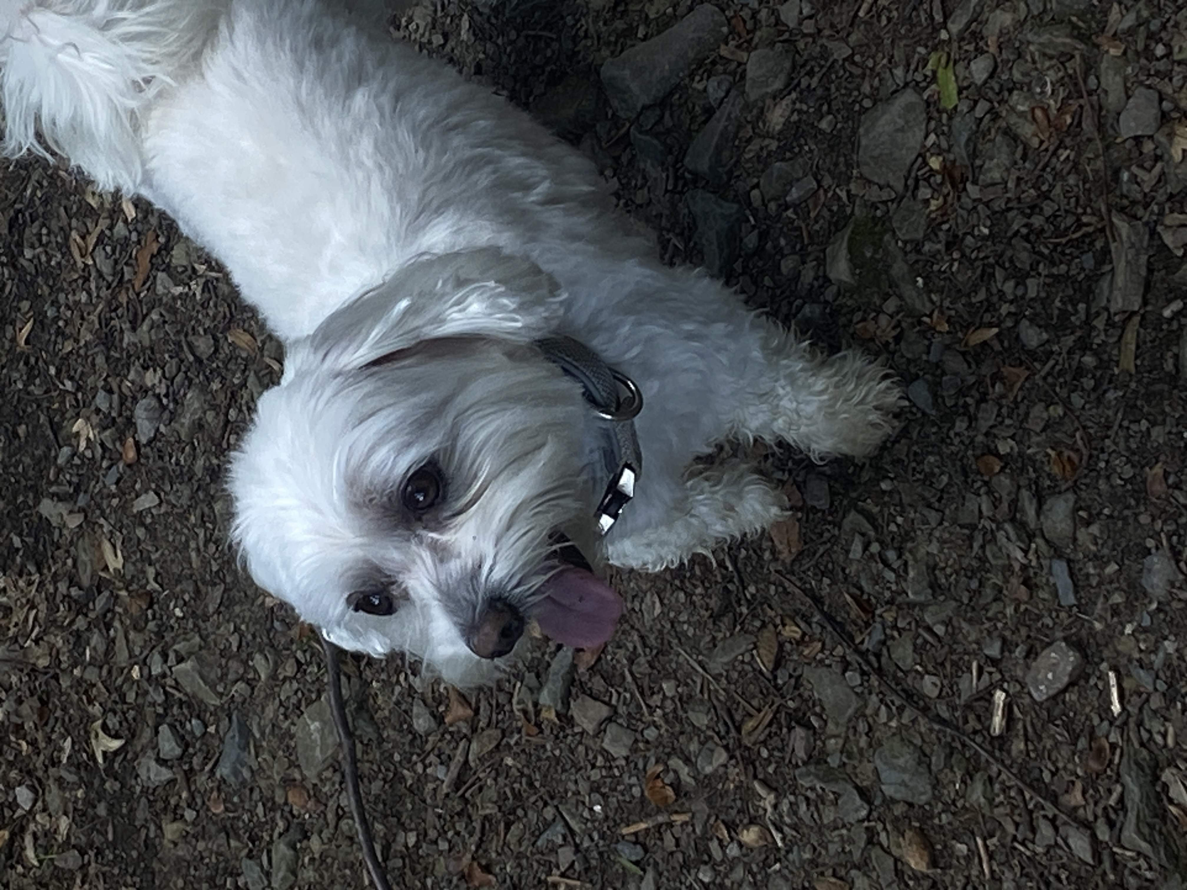 ImetLotte POAP image