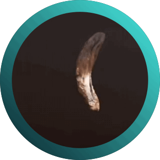 Drop #214802: Underwoodia fuegiana - Geomorium fuegianum. Aysén Futuro 2025. 4 y 5 de diciembre en el Centro Cultural de Coyhaique.