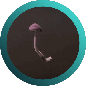 Drop #214803: Cortinarius magellanicus - Hongo de sombrero violeta. Aysén Futuro 2025. 4 y 5 de diciembre en el Centro Cultural de Coyhaique.