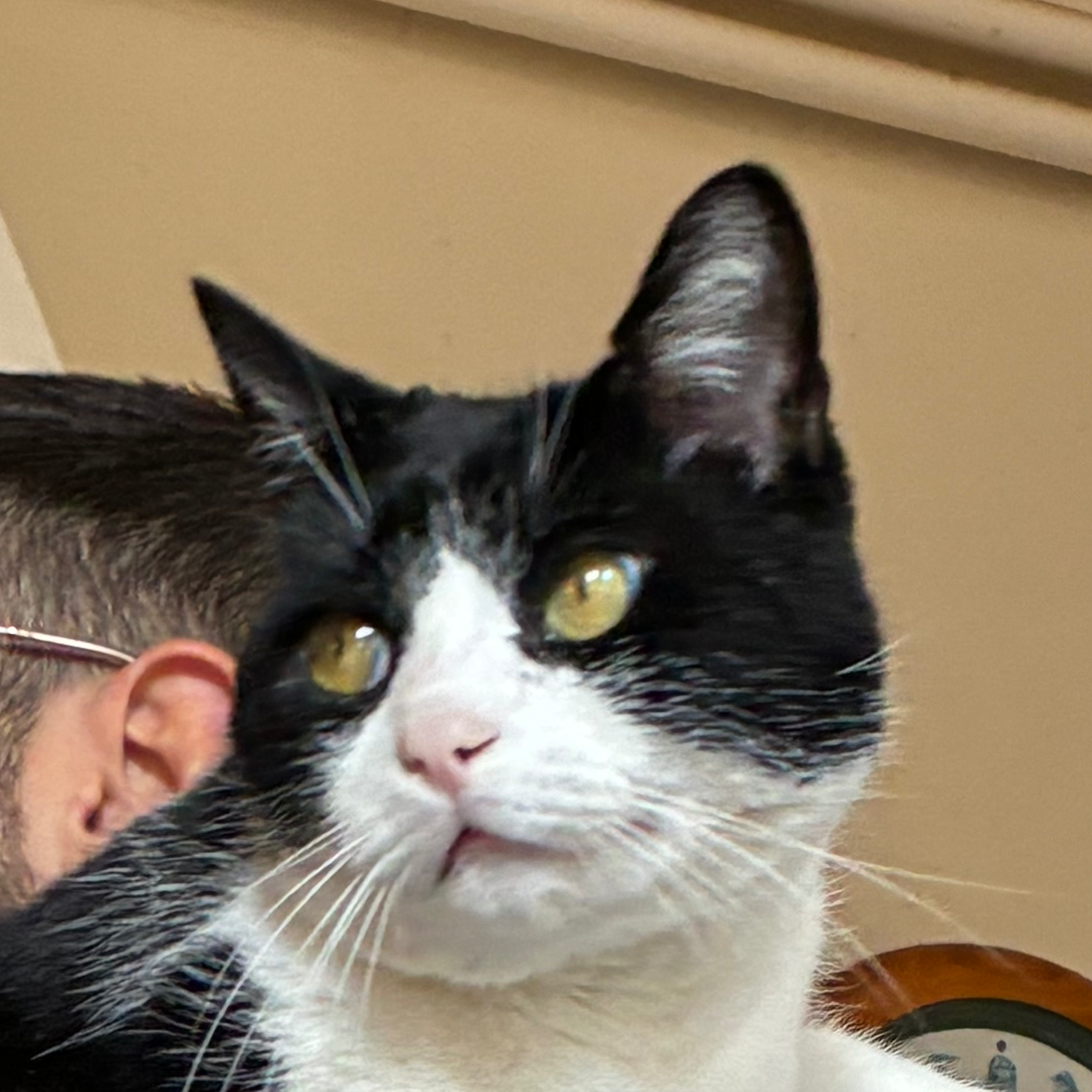 Meli test drop image