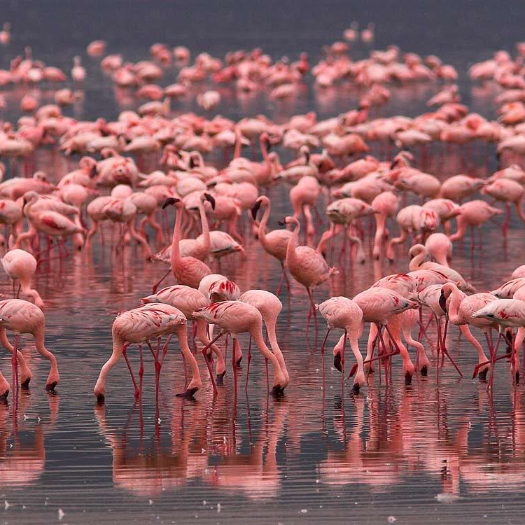 Test survey poap POAP image