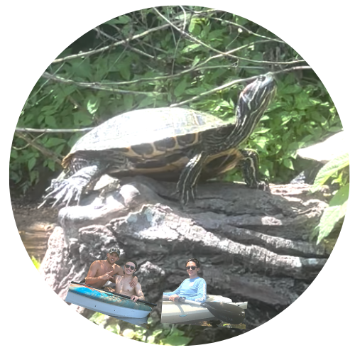 Saving Baby Turtles at Lady Bird Lake POAP image
