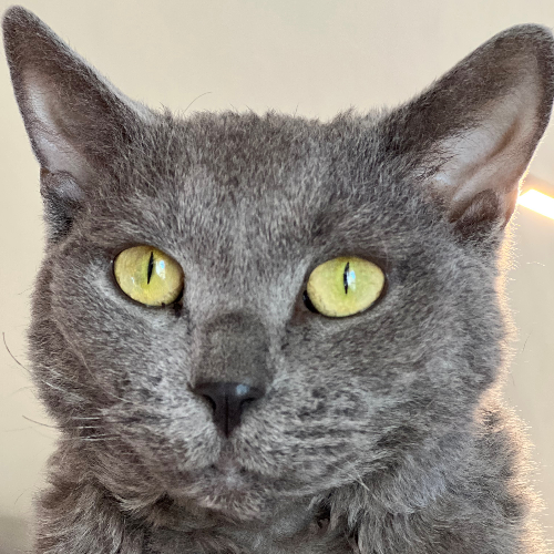 Birthday of my cat POAP image