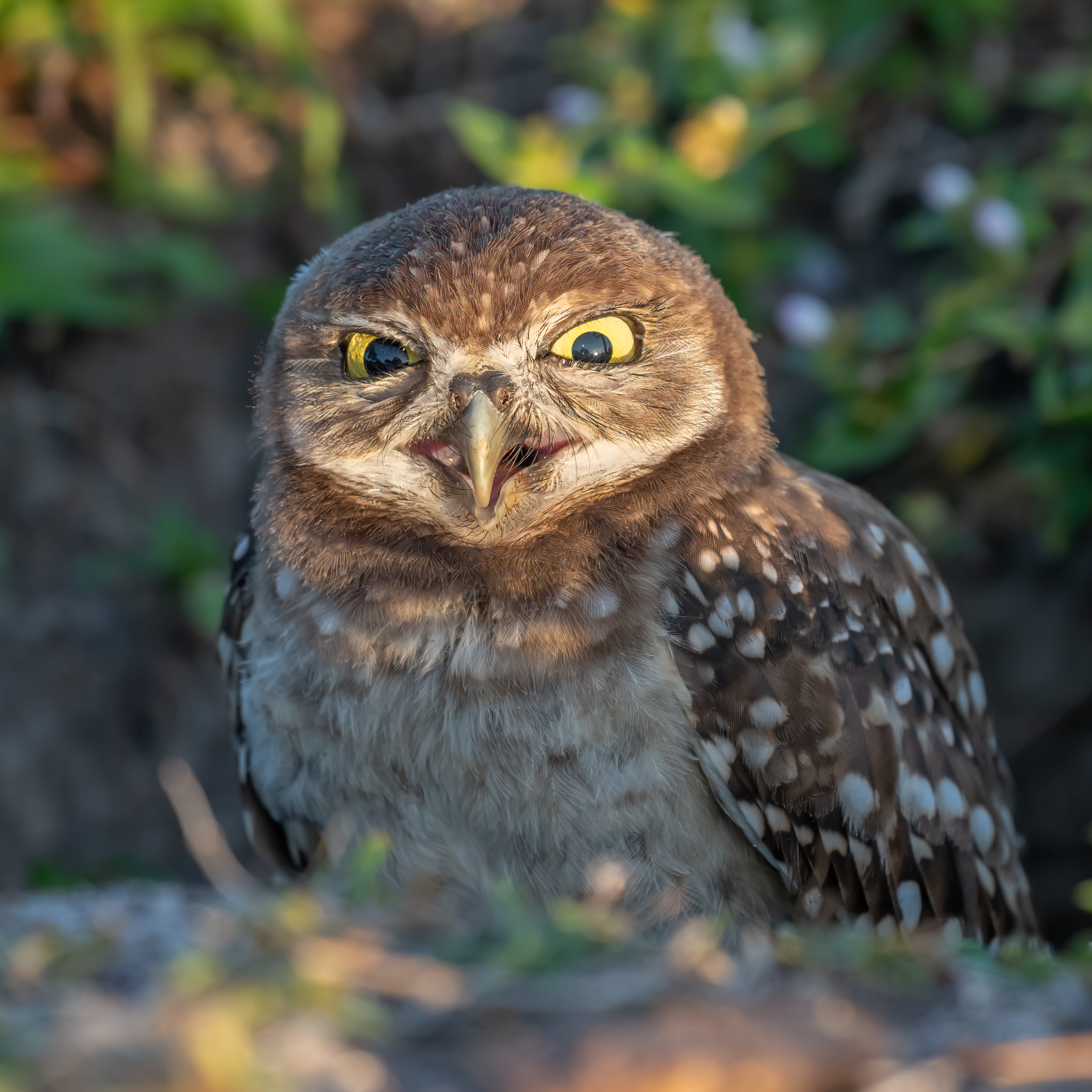 Burrowing Owls - Evil Eyes by @AndrewMease POAP image