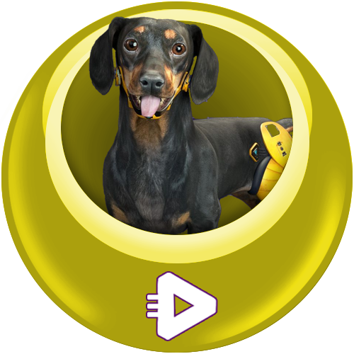 Xone X The Digital Dogs AMA POAP image