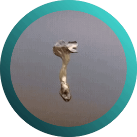 Drop #214800: Cuphophyllus Adonis - Embudo Violeta. Aysén Futuro 2025. 4 y 5 de diciembre en el Centro Cultural de Coyhaique.