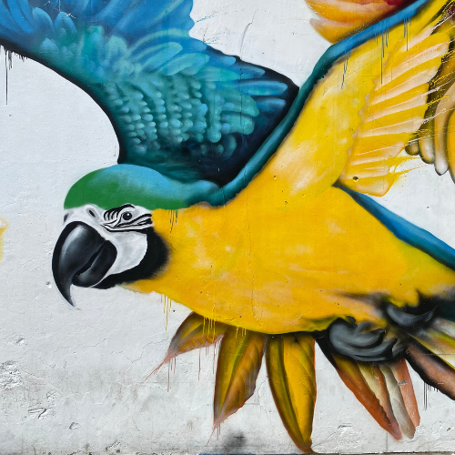 Dartclub NFT Scavenger Hunt: Miami (Santorini Macaw Parrot Wall) POAP image