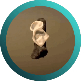 Drop #214804: Aleurodiscus vitellinus - Oreja gelatinosa. Aysén Futuro 2025. 4 y 5 de diciembre en el Centro Cultural de Coyhaique.