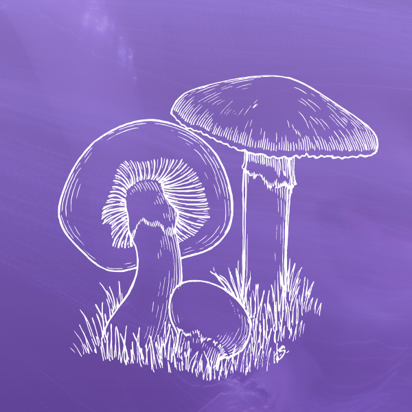 Fungiverse Origins  POAP image