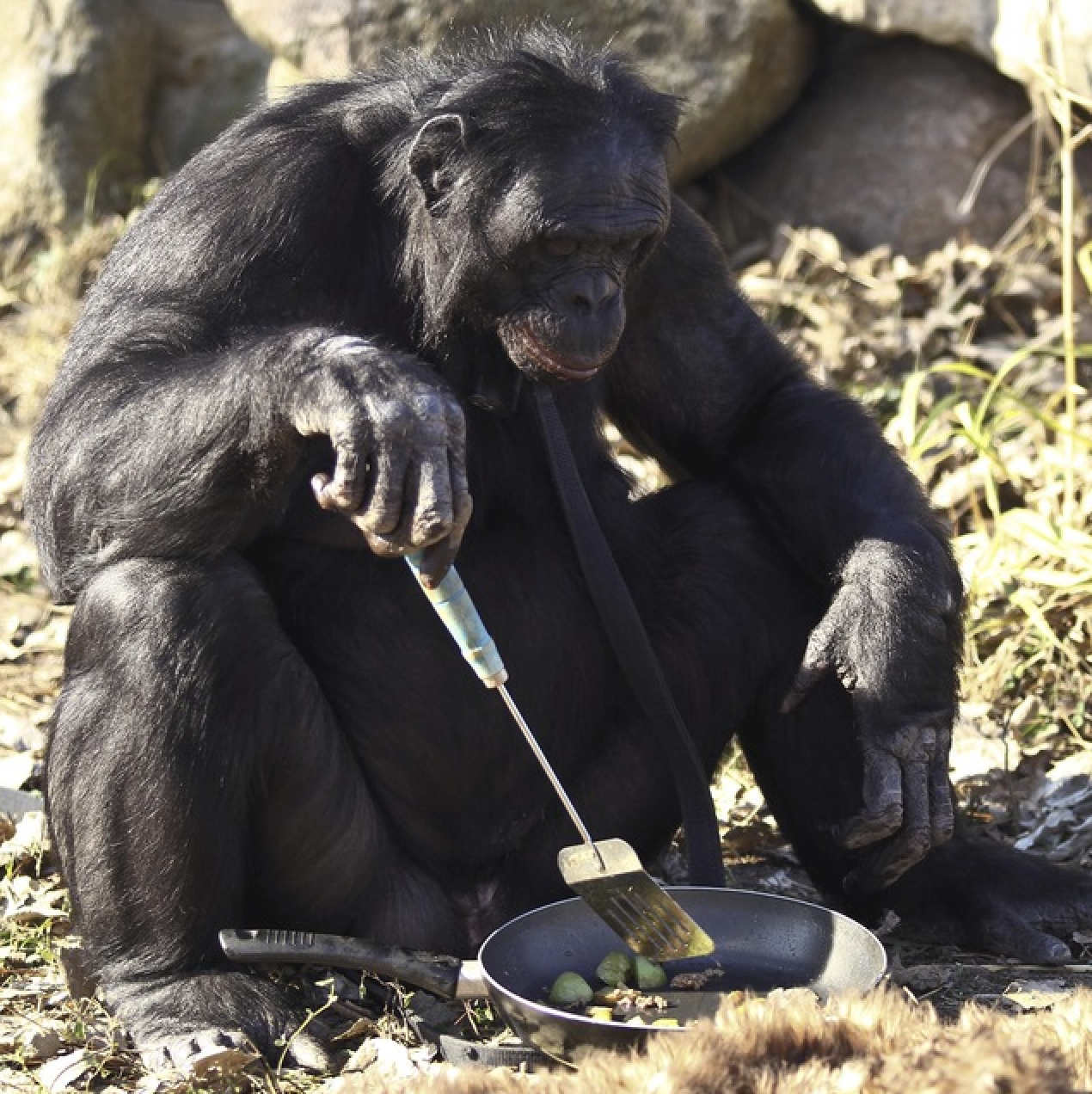 Hot Pot DAO@Amsterdam  POAP image