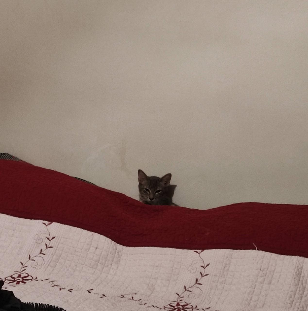 Tenés a cas como mascota<3 POAP image